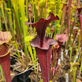 var. atropurpurea F129B (M. Srba) (KD-F55B)