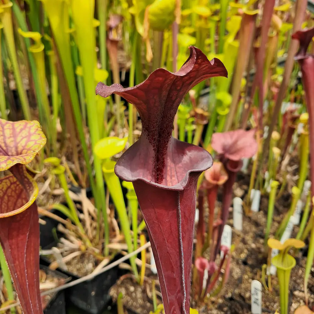 var. atropurpurea F129B (M. Srba) (KD-F55B)