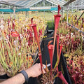 var. atropurpurea, lidless (seedgrown)