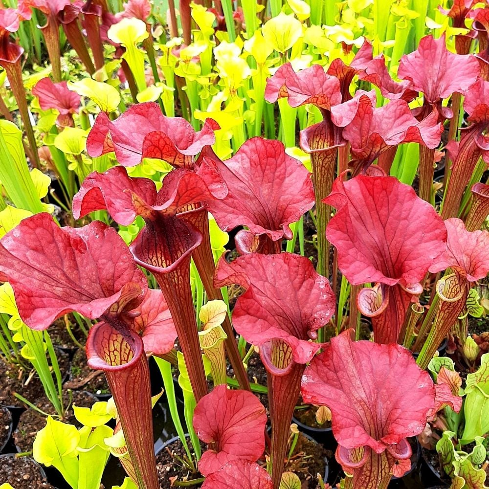 Sarracenia „Crimson Wave“