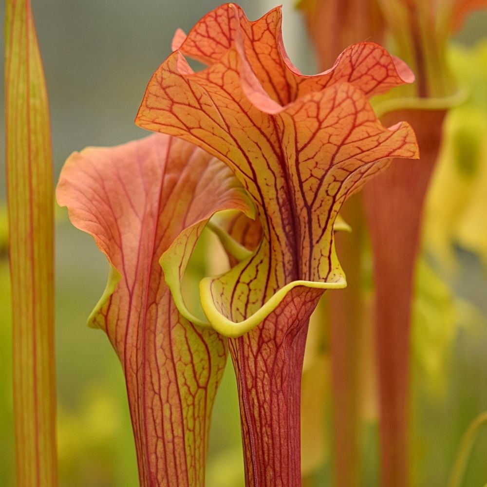 Sarracenia „Crimson Wave“