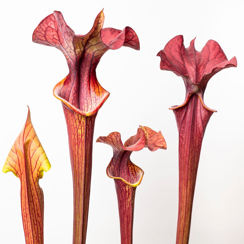 Sarracenia „Crimson Wave“