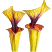S. flava