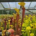var. rubricorpora, very tall form (KD-F9)