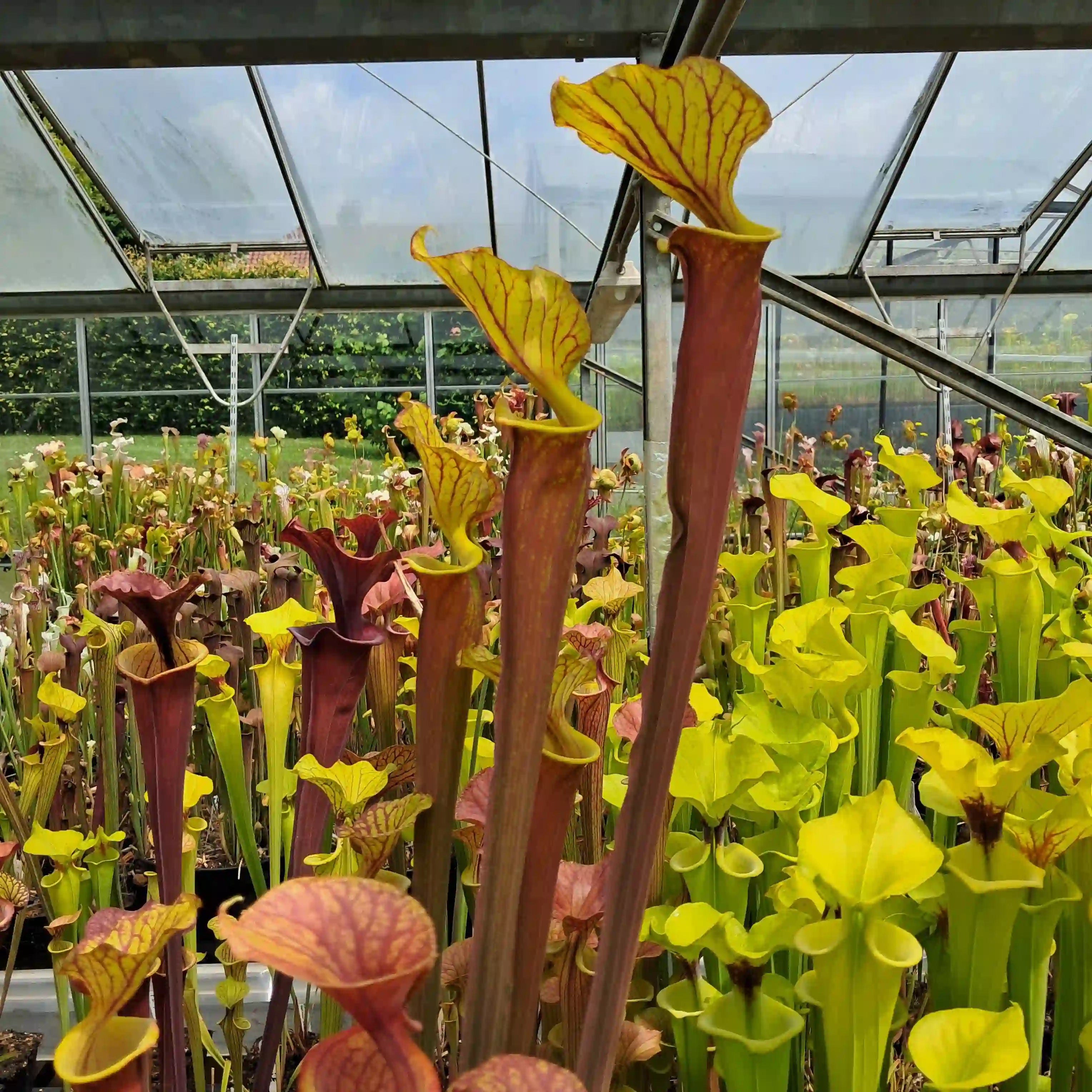 var. rubricorpora, very tall form (KD-F9)