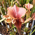 var. atropurpurea All red, Blackwater River State Forest, Fll MKF27B