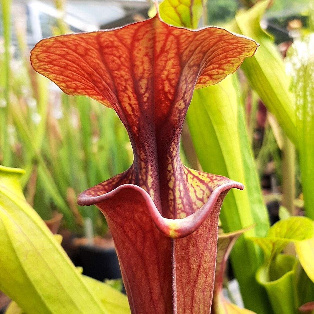 var. atropurpurea Ganz rot, Blackwater River State Forest, Fll MKF27A