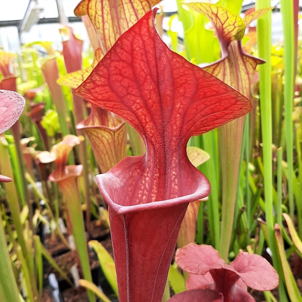 var. atropurpurea clone F130A (M. Srba)
