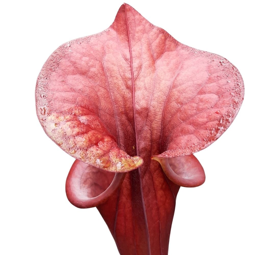 var. atropurpurea clone F130A (M. Srba)