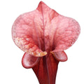 var. atropurpurea clone F130A (M. Srba)