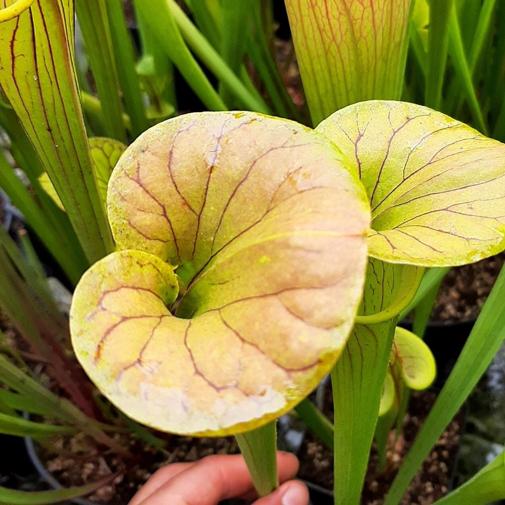 var. cuprea "Coppertop" 2