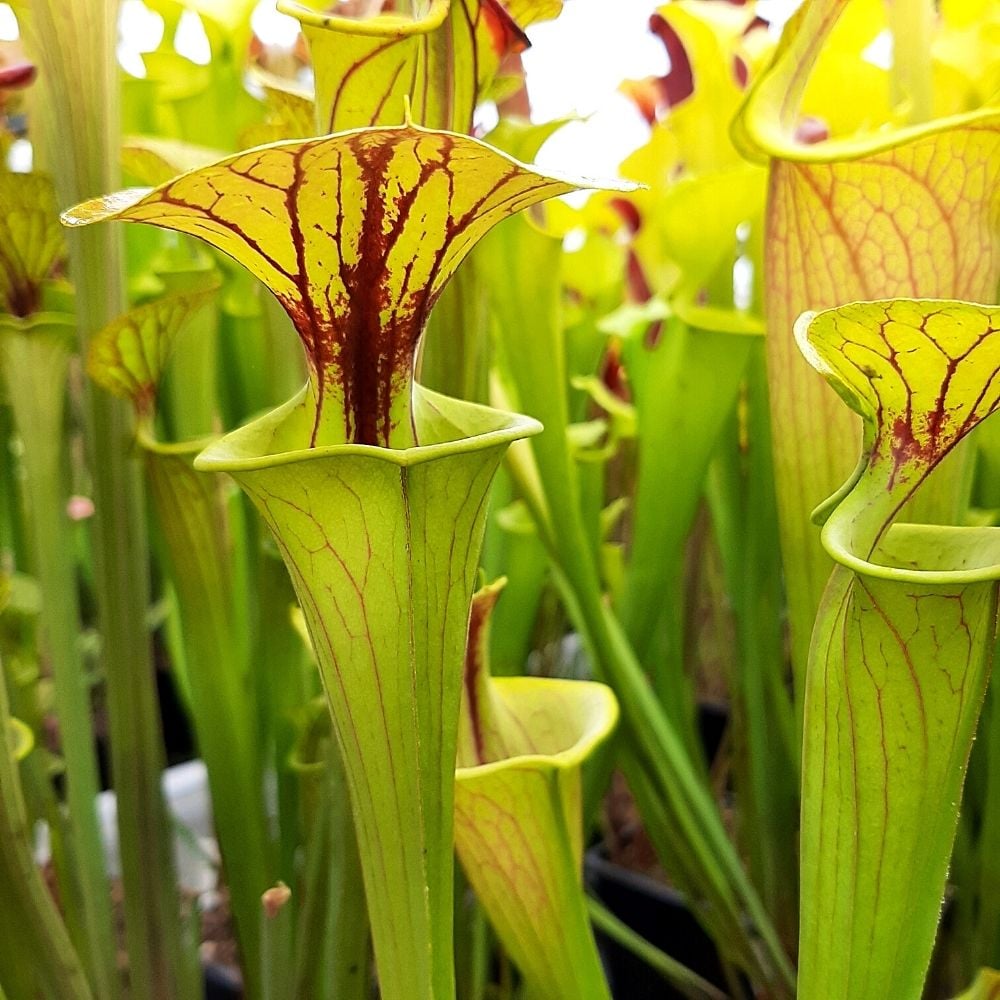 var. cuprea "Coppertop" 2