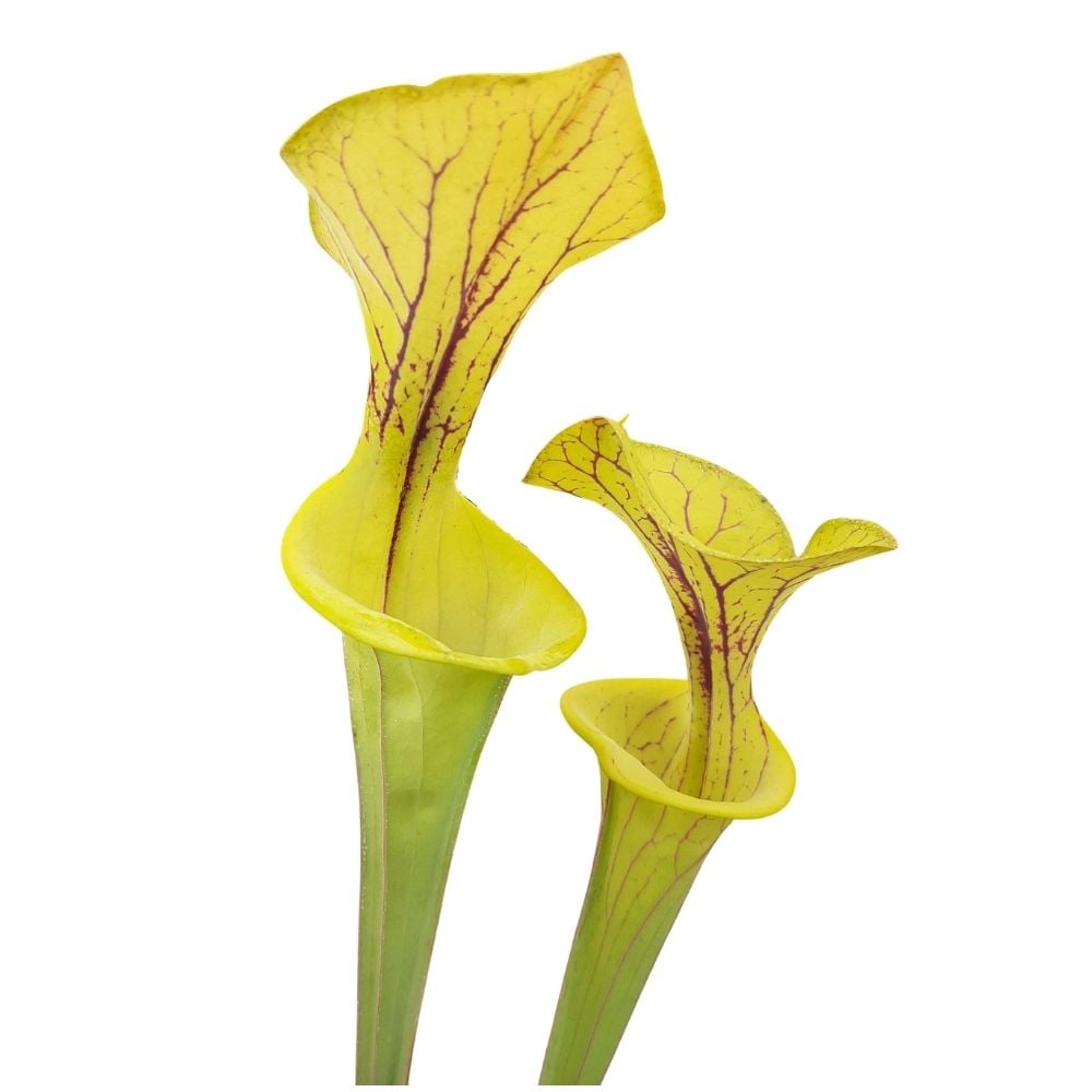 var. flava, Dinwiddie, Virginia MKF6