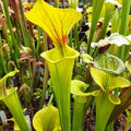 var. flava, Dorchester Co.,