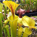 var. flava, Shalotte, Brunswick Co.