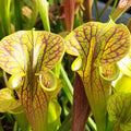 var. ornata, Pender Co, North Carolina, MK F78