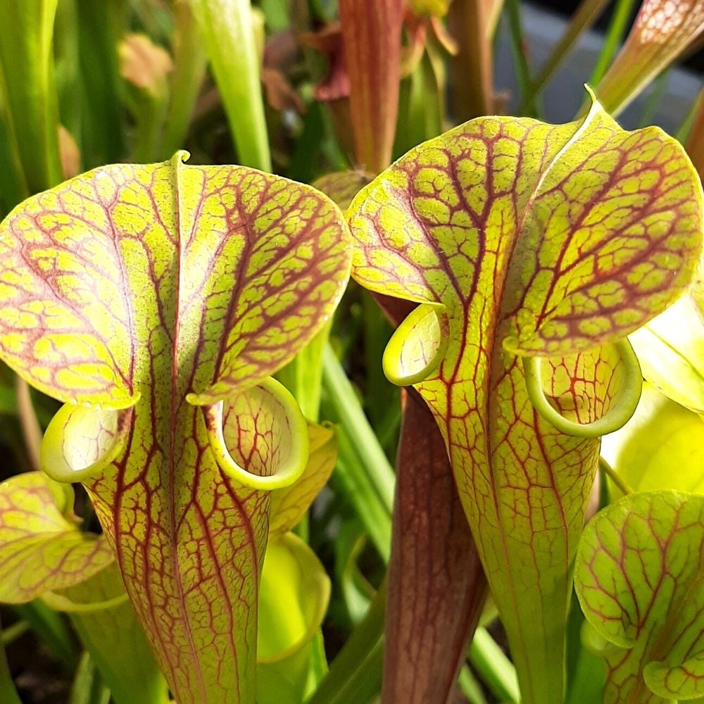var. ornata, Pender Co, North Carolina, MK F78