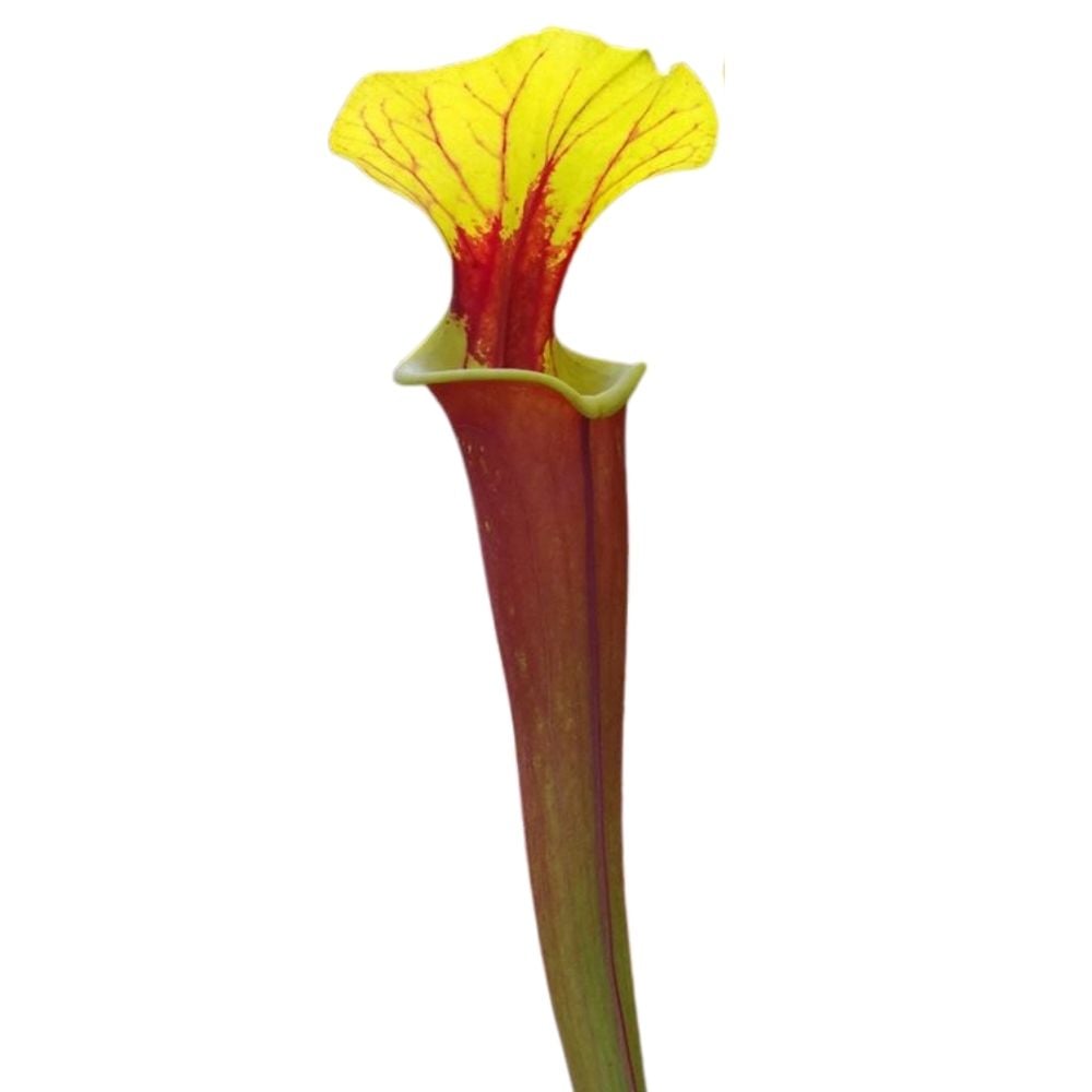 var. rubricorpora F31