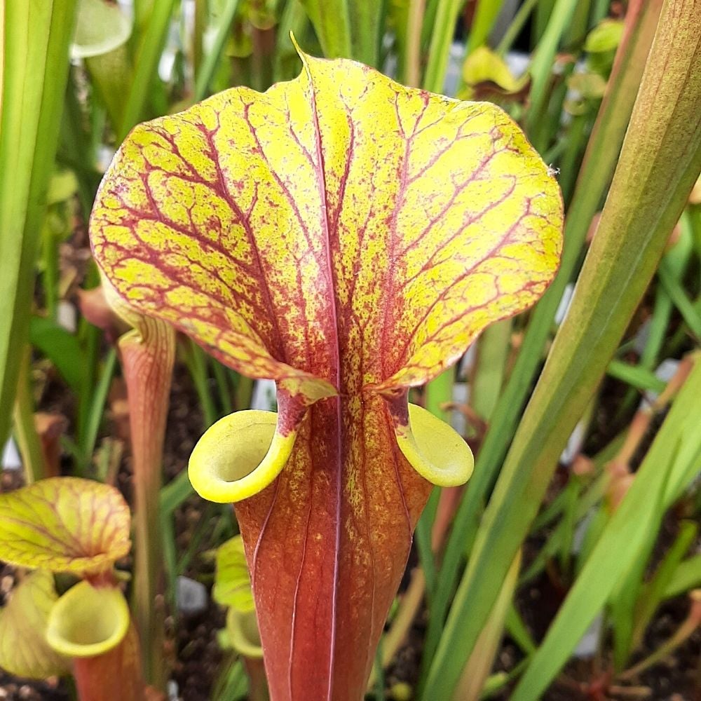 var. rubricorpora, Purple tube, Milton, FL. MKF44