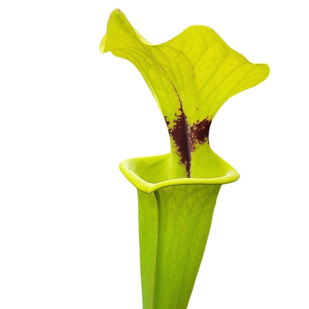 var. rugelii, leucophylla-Einkreuzung, Blackwater SF