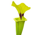 var. rugelii, leucophylla-Einkreuzung, Blackwater SF