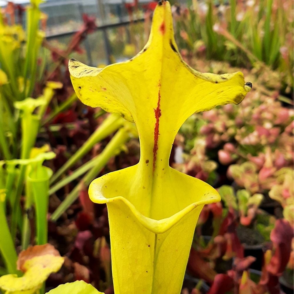 var. rugelii, Santa Rosa Co., Fl.