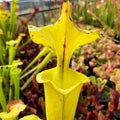 var. rugelii, Santa Rosa Co., Fl.