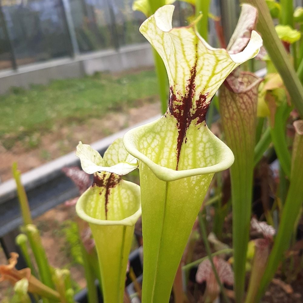 flava var. rugelii x ‘Adrian slack’ Clone A (M. Srba)