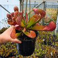 x formosa seedgrown (giant form)