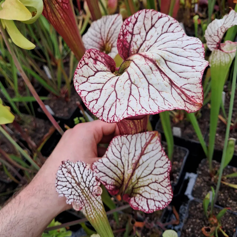HR-S06 Sister Of Bloody Punch (H.Rübesam)
