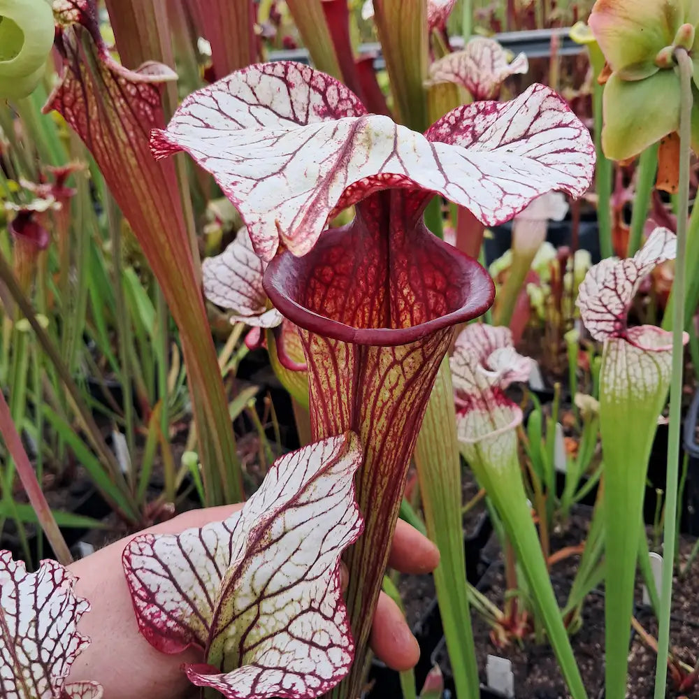 HR-S06 Sister Of Bloody Punch (H.Rübesam)