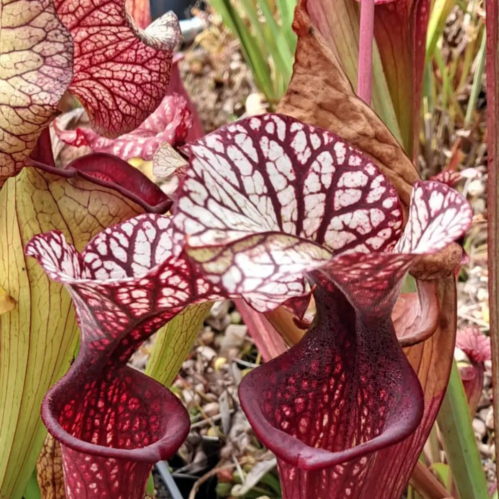 HR-S06 Sister Of Bloody Punch (H.Rübesam)
