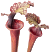 S. x hybrids