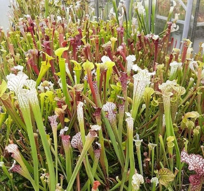 Seedgrown