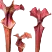 Sarracenia