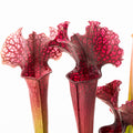 S. 'Judith Hindle'