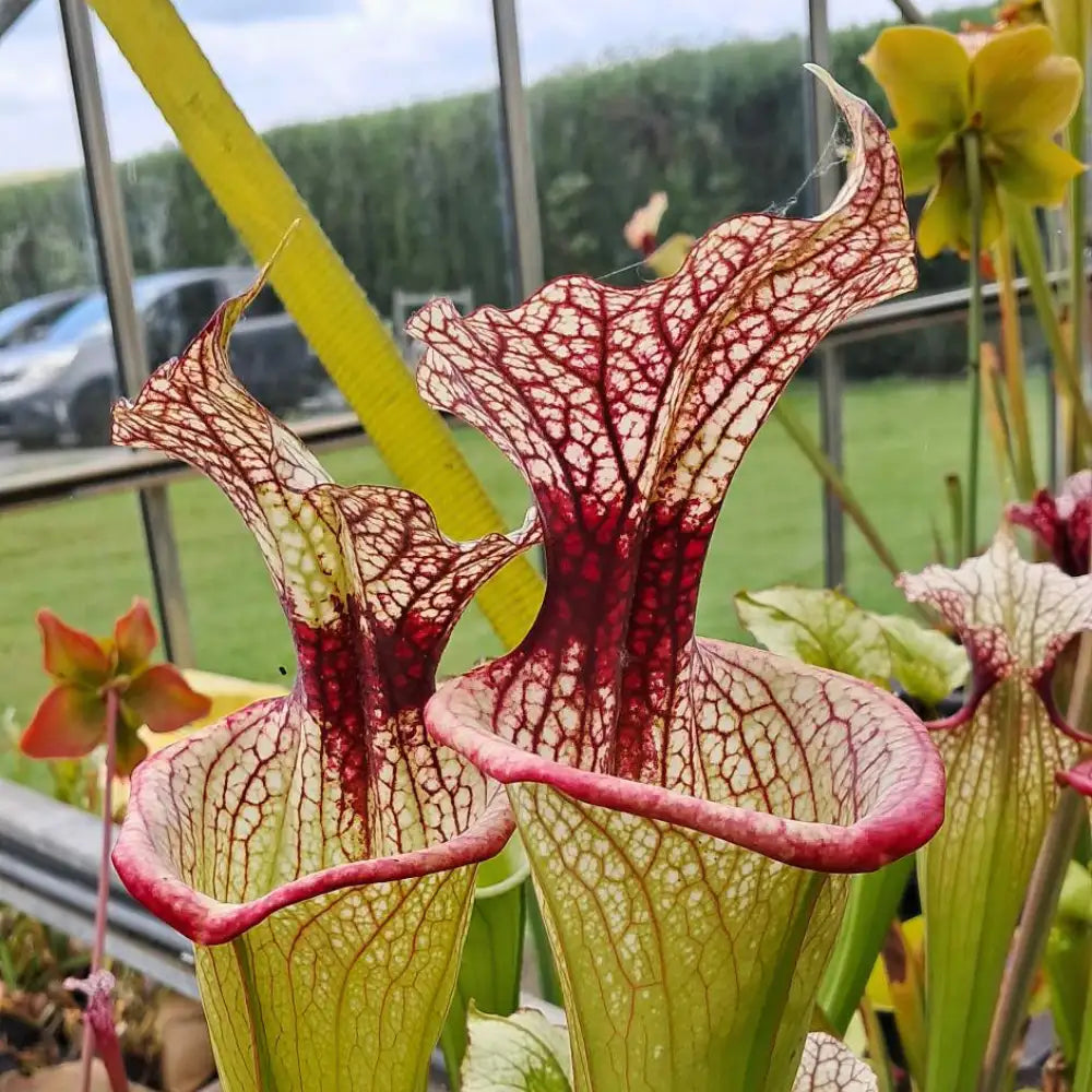 Sarracenia x moorei close-up