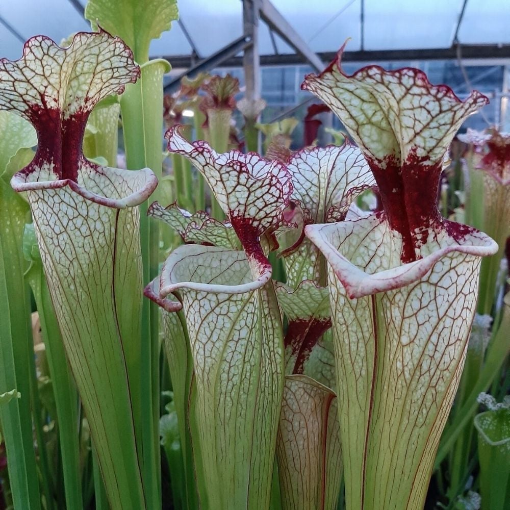 x moorei 'Leah Wilkerson'