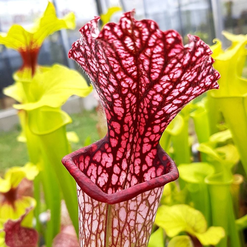 leucophylla 1m pitchers x 'Diane Whittaker' Ian Salter
