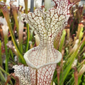 leucophylla, typical