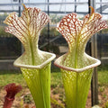 leucophylla L20 x ‘Adrian Slack’ Clone P M. Srba
