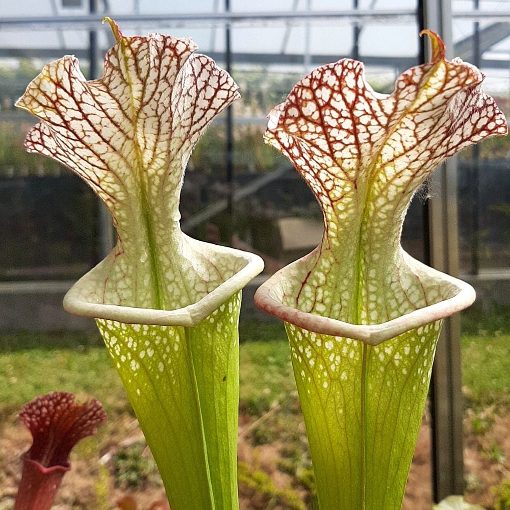 leucophylla L20 x ‘Adrian Slack’ Clone P M. Srba