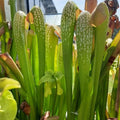 S. minor var. okefenokeensis