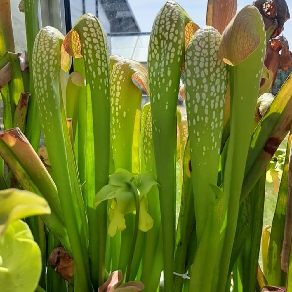 S. minor var. okefenokeensis