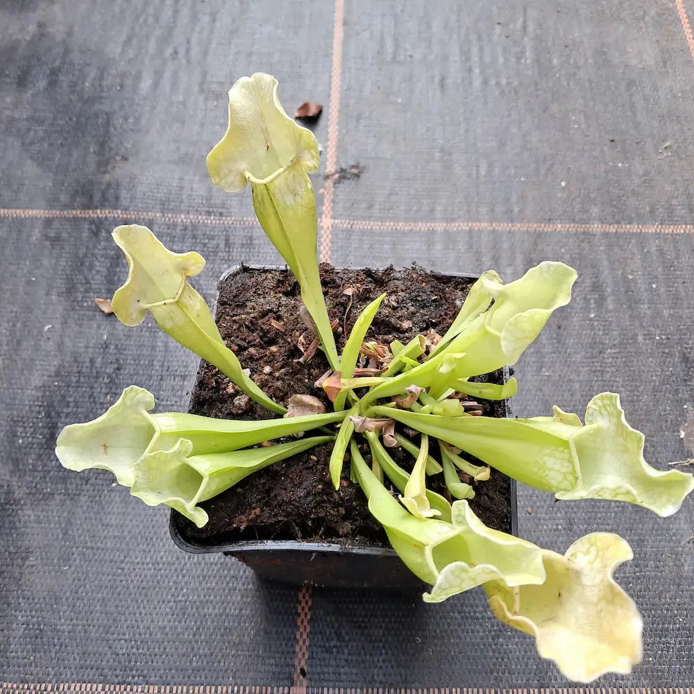 x mitchelliana, AF alba form (seedgrown)