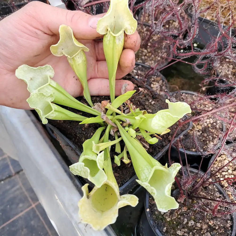 x mitchelliana, AF alba form (seedgrown)