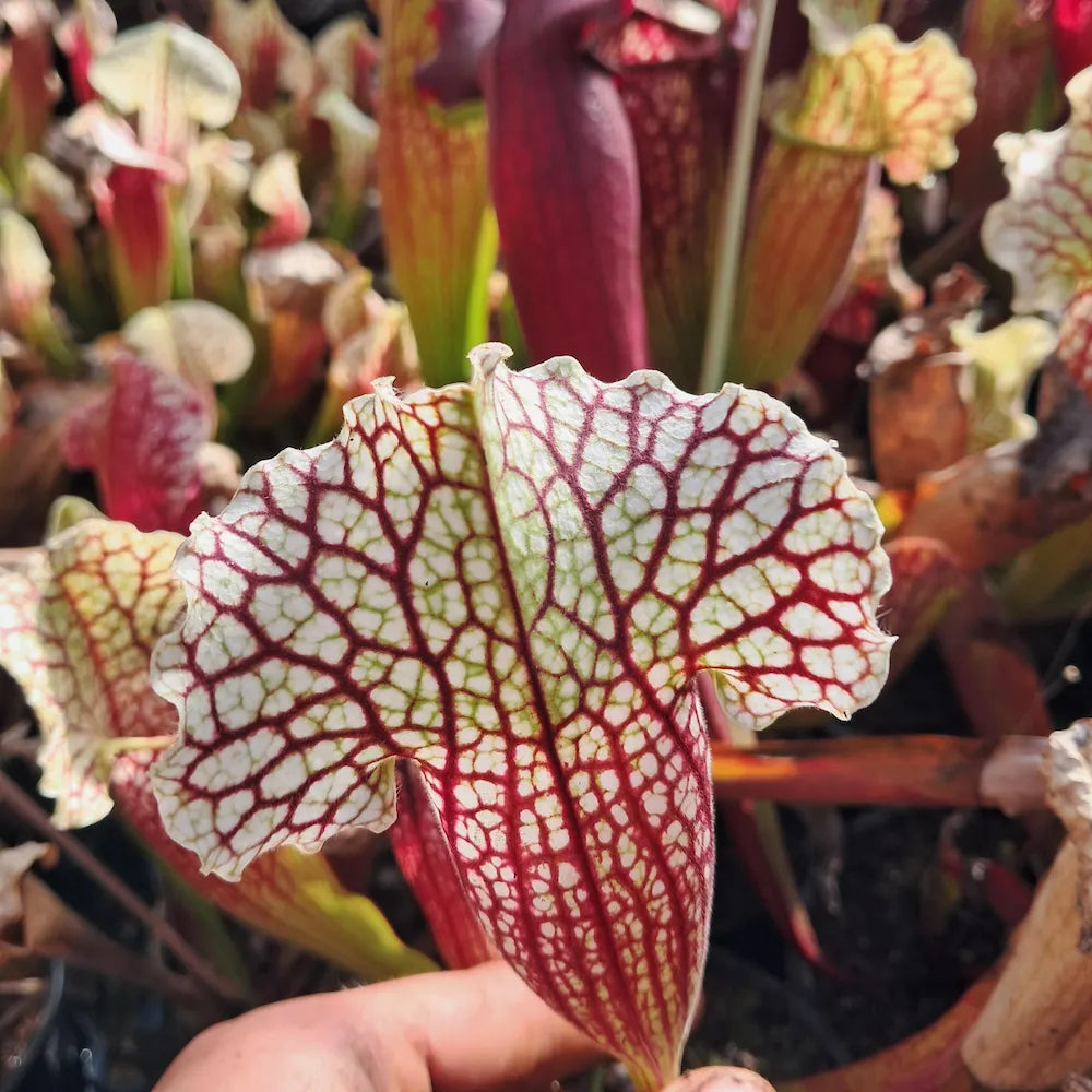 x mitchelliana ("Belly of Blood" x HCW F) seedgrown