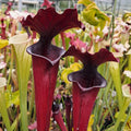 x moorei 'Erebus' (G. Wheeler)