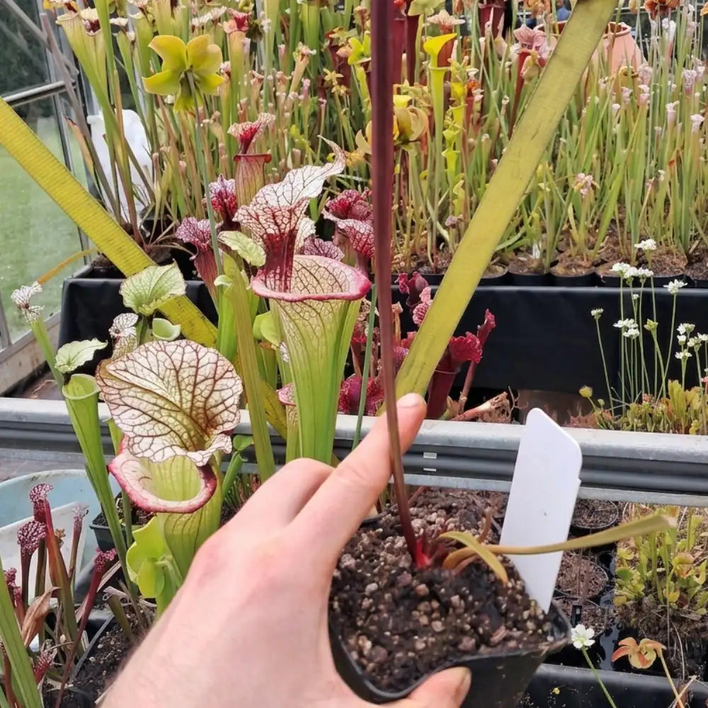 x moorei 'Erebus' (G. Wheeler)