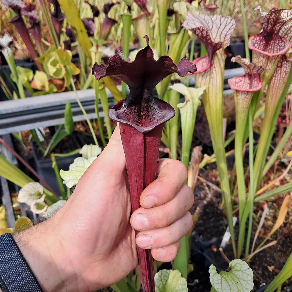 x moorei 'Erebus' (G. Wheeler)